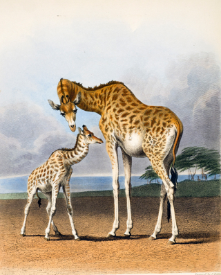 Illustration for article titled 11 Totally Free Images From NYC's Best Museums and Libraries